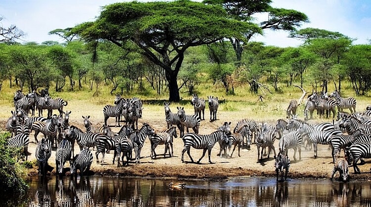 safari1