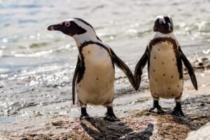 African penguins 960x640 1
