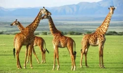 Serengeti National Park Tanzania