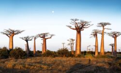 madagaskar