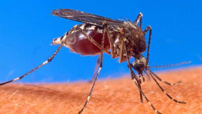 un moustique 696x392 1