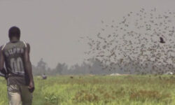 AHERO BIRD SCARING 300x167 1