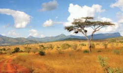 Acacia trees Taita Hills Kenya 1024x680 1