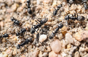 1744709292784 8b2vp ants