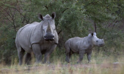 2012 04 24t120000z 718456833 gm1e p000u01 rtrmadp 3 africa poaching