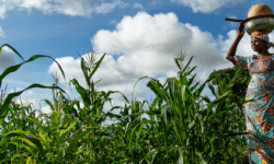 women 20climate 20change 20undp