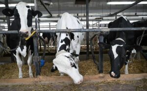 2025 03 20t162945z 575883782 rc22hdamu3g1 rtrmadp 3 usa trump tariffs canada