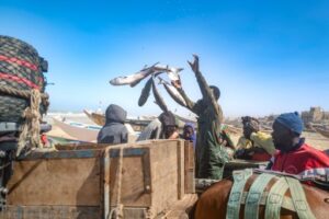 senegal fishing natural gas 10537