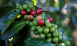 2025 06 24t190434z 138200802 rc269fa7pxgo rtrmadp 3 coffee global rabobank 1 2