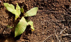 2025 07 16t195610z 835425564 rc2ccp9li29n rtrmadp 3 nestle brazil main