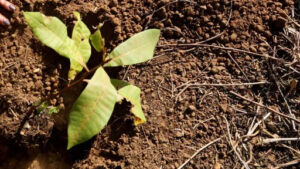 2025 07 16t195610z 835425564 rc2ccp9li29n rtrmadp 3 nestle brazil main