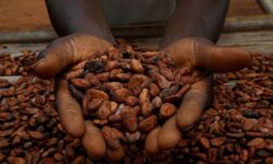 2025 07 24t152548z 1 lynxmpel6n130 rtroptp 3 cocoa ivorycoast