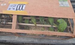 52bb8804bfa29fdb9482a1f8e812daf0f23d0faa324797ff566696fdb539a3b9