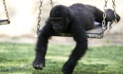 a1dc9af87bc7c5b4824a371e9736b7a3d8534818d32be9e56461262614f74985