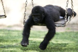 a1dc9af87bc7c5b4824a371e9736b7a3d8534818d32be9e56461262614f74985