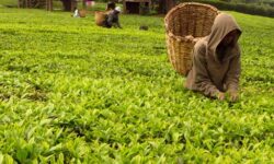 e9b35824d37315e84a7e3c7becebcdd2810110e20aeb68bef4617dbdefb304af