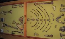 ethiopia europe fossil lucy 03883