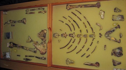 ethiopia europe fossil lucy 03883