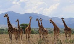 giraffes conservation 18979