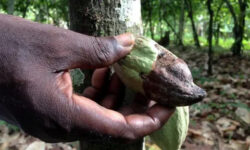 2025 09 16t144424z 1 lynxnpel8f0p9 rtroptp 3 cocoa cameroon main