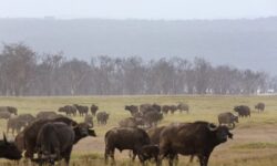 bdea0fd1bba26a98339129ea96865c84a51ff2071b9f9c6c4d957236effa1737