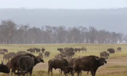 f4ccbd500d5b615fa433a7cae218943134e8dcc51aa1a4558e0c9e1ab4da199f