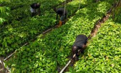 f4d9cd14e13c317a6e86b0a6e129c1a0e9a2798603a6d1fef648762de8956bf0