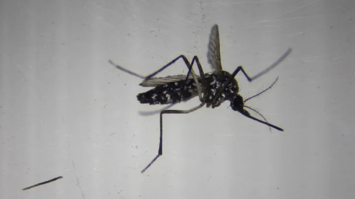 2025 06 25t070111z 1197456897 rc2u59atibvg rtrmadp 3 gsk vaccine main