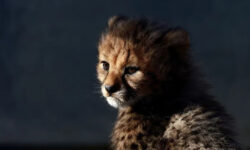 2025 03 13t132157z 1808875505 rc2tbda9bc98 rtrmadp 3 france animal cheetah main