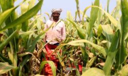 2025 06 30t134236z 825392132 rc2mx6adbb5e rtrmadp 3 india monsoon