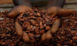 2025 10 08t161023z 1 lynxnpel970si rtroptp 3 cocoa ivorycoast weather main