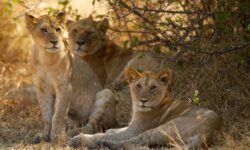 280102a0de5afdff43b5cf90c3d3a0478df8fdc28fca63df56cc7ceb258a822d