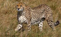 bc3fe30ef585d6478c03fc892aa5013aef7656e79cd506f2d4c4466110ca1848