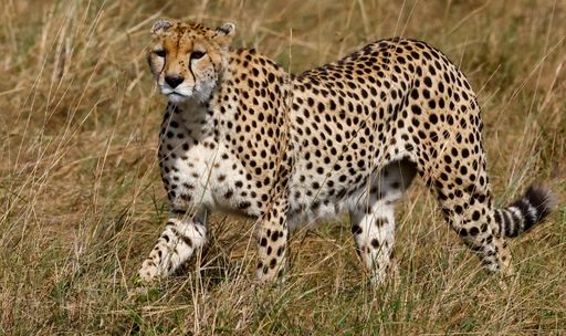 bc3fe30ef585d6478c03fc892aa5013aef7656e79cd506f2d4c4466110ca1848