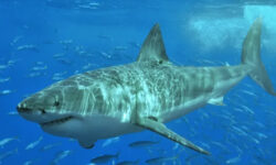 4f34d1eb462260bc8791d9bd874e73092351a59043c6774e8468c57896ca17a8 main