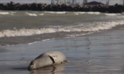 thumbs b c 2455d7cbe0c7baa0bb012b282e241586