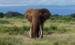 travel kenya safari with a purpose 16499 main