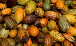 2026 01 12t135408z 1769318074 rc2ao0a547vq rtrmadp 3 cocoa ivorycoast weather main