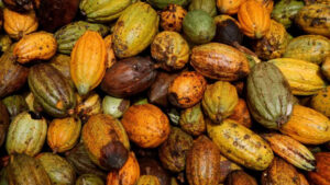 2026 01 12t135408z 1769318074 rc2ao0a547vq rtrmadp 3 cocoa ivorycoast weather main