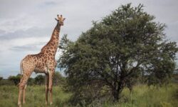 2026 01 15t194527z 1 lynxmpem0e18q rtroptp 3 safrica floods