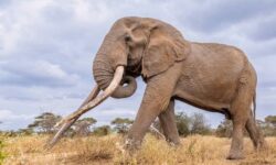 kenya beloved elephant dies 95478