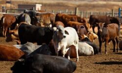 2026 02 06t143756z 1 lynxmpem150w7 rtroptp 3 safrica livestock vaccine