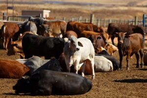 2026 02 06t143756z 1 lynxmpem150w7 rtroptp 3 safrica livestock vaccine