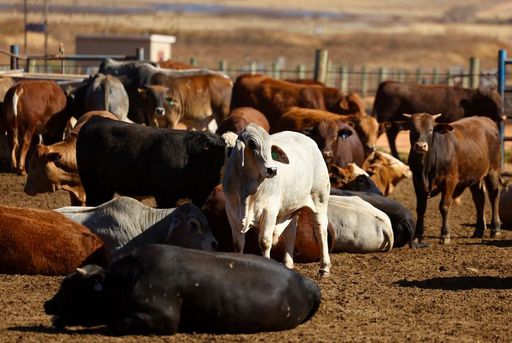 2026 02 06t143756z 1 lynxmpem150w7 rtroptp 3 safrica livestock vaccine