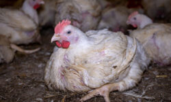 8f84513833c897f642a9edfc731fec9062f4afc62561109298761aee5b4ccbb2