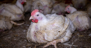 8f84513833c897f642a9edfc731fec9062f4afc62561109298761aee5b4ccbb2