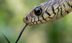 Snake bite 510x340 1