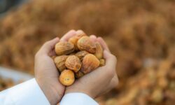 buraidah dates carnival 28photo aetoswire 29