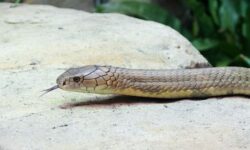 f01f212a40ccd8a45e3f14096c2c22cffffaa02a557f3cee4052386f99472086