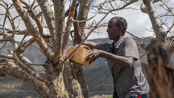 orange e1771918147248